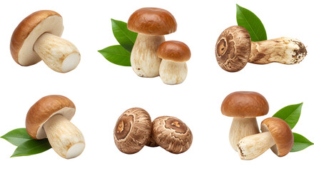 A collection of various edible mushrooms displayed with green leaves, showcasing their natural textures and colors