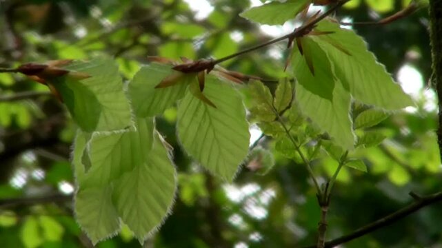 Beech Leaves (Fagus sylvatica) Growing on a Tree in a Woodland in Spring