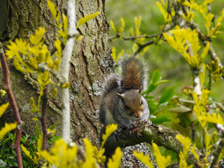 Curious Juvenile Grey Squirrel