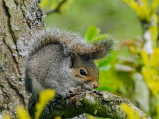 Young Grey Squirrel Clinging to Branch