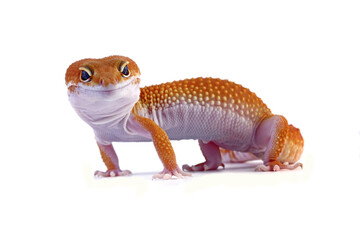 Fat-tailed geckos isolated on white background, leopard gecko lizard, eublepharis macularius	