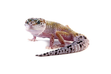 Close-up of a Leopard gecko lizard isolated on white, Eublepharis macularius