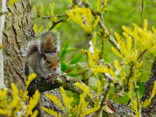 Young Grey Squirrel Venturing Out Alone