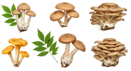 A collection of various mushrooms displayed with green leaves, showcasing their unique shapes and colors against a neutral background