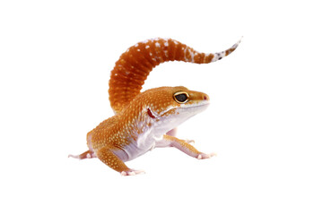 Fat-tailed geckos isolated on white background, leopard gecko lizard, eublepharis macularius	