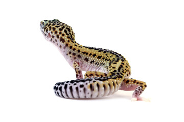 Leopard gecko lizard isolated on white, gecko lizard seen from behind, Eublepharis macularius