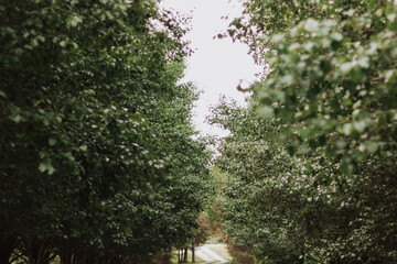 Gravel path winding through a dense green tree tunnel under an overcast sky forming a tranquil...