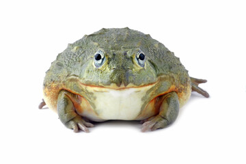 African giant bullfrog isolated on white bacground, front view giant frog (Pyxicephalus adspersus)	