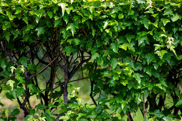 Green bush with grass close up