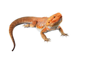 Bearded dragon red hypoisolated on white, bearded dragon lizard, Pogona mitchelli	