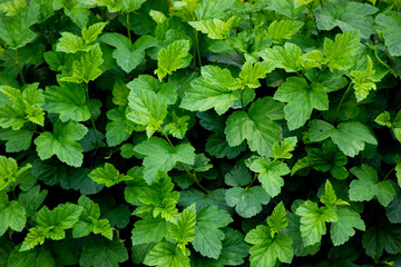 Green bush with grass close up