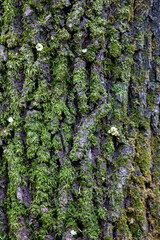 Close-up of tree trunk and bark