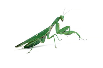 The praying mantis isolated on white, green mantis front view