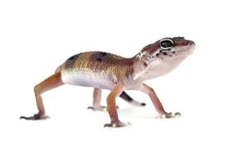 Baby leopard gecko lizard isolated on white, gecko lizard seen from behind, Eublepharis macularius