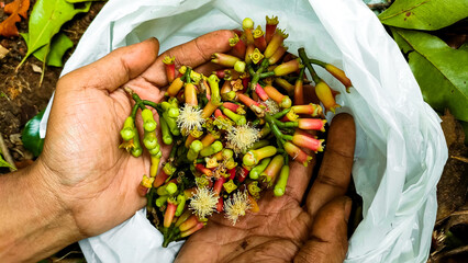 Close-up of hands holding freshly harvested clove buds and flowers from clove tree