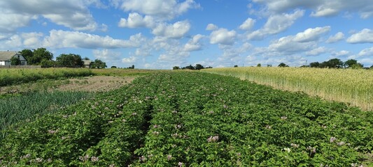 Potato field flourishing under a blue sky with fluffy clouds in rural landscape during daylight...