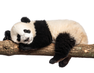 “Baby Panda Sleeping Belly Down on Tree Limb, Transparent PNG”