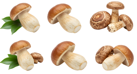 A vibrant assortment of fresh mushrooms with leafy accents, showcasing their natural textures and colors on a clean background