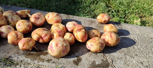 Freshly harvested knobby potatoes lying on the ground with sunlight casting shadows in a rural...
