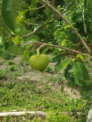 Green Fruit on the Branch: Capture the serene beauty of nature with this eye-level shot, highlighting a vibrant green fruit suspended gracefully from a tree branch.