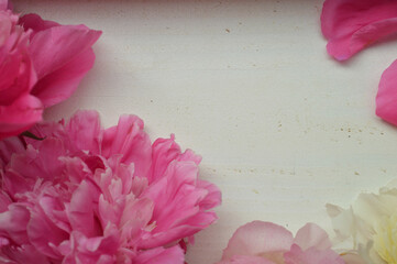 Beautiful pink peonies create a lovely floral display against a soft, off-white backdrop.