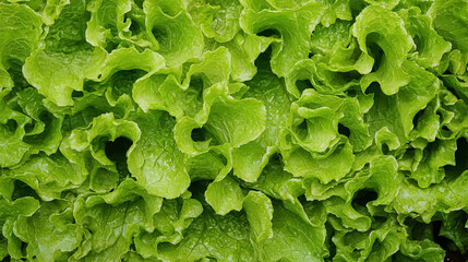 Top view of salad vegetable texture