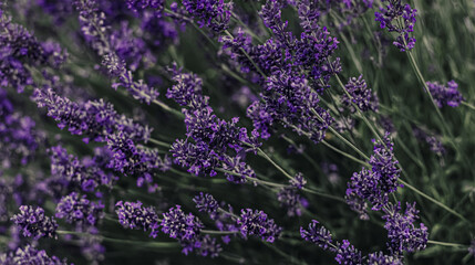 Happy woman sitting in lavender field contemplating and relaxing