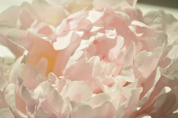 A beautiful pink peony, its delicate petals in soft focus, creating a serene image.