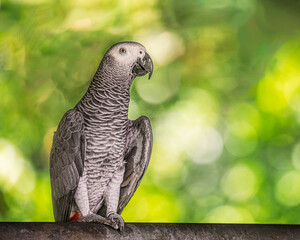 African Grey Parrot