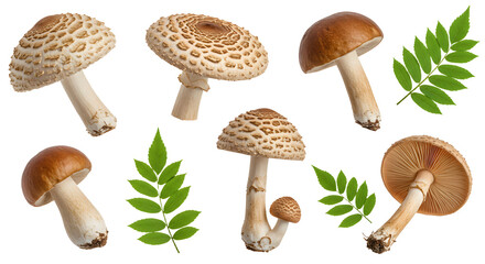 A collection of various mushrooms with intricate caps and stems, surrounded by green ferns on a white background