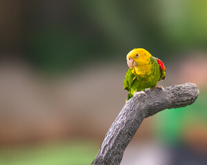 A Amazon parrot