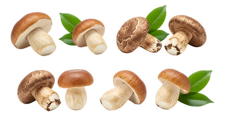 A variety of fresh mushrooms including Shiitake and Brown, arranged artistically with green leaves, showcasing their natural beauty