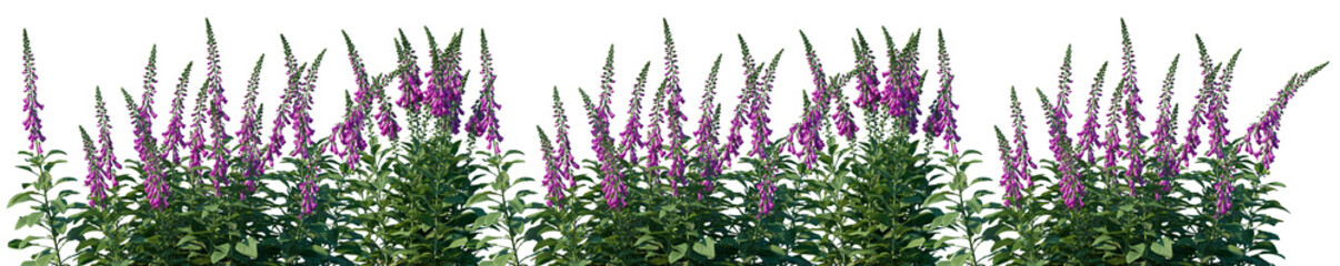 Set of Digitalis purpurea (the foxglove or common foxglove) flowering frontal isolated png on a transparent background perfectly cutout
