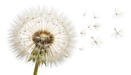 Obraz premium Delicate dandelion seed head with seeds dispersed on a transparent background, offering a natural and graceful botanical element.