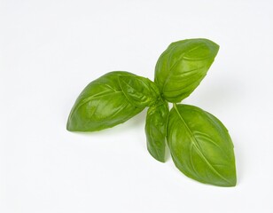 Fototapeta premium basil バジル 3