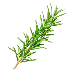 Naklejka premium Fresh Rosemary Sprig with Vibrant Green Leaves Against White Background