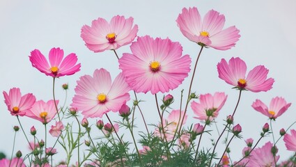 Fototapeta premium Pink flowers with yellow centers and green stems against a white background.
