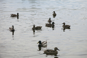 swans with chicks, ducks and seagulls swim in the lake