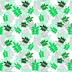 Green grey mountain ash leaves on a white background