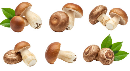 Fototapeta premium A collection of fresh mushrooms arranged artistically with green leaves, perfect for culinary or natural-themed projects