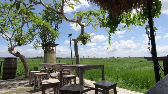Lush green rice fields in Bali captured during the day, showcasing natural tropical landscapes, traditional agriculture, and serene rural beauty.