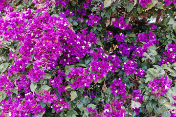 Blooming bougainvillea plant covered with vivid magenta bracts and green leaves in natural light. Concept of vibrant flora, summer bloom, tropical gardening and Mediterranean ornamental plants.