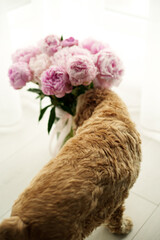 Golden dog sniffing large pink peony bouquet in white vase indoors