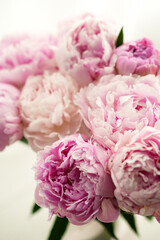 Close-up of Fresh Pink Peony Flowers in Bloom Against a Soft Background