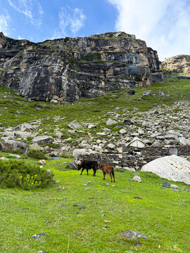 Summer landscape with green grass and cow. Cows grazing in green meadows in Himalaya mountains at Sural Bhatori, Pangi Valley, India. Farm animals.
