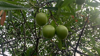 view of Cerbera Oddloam Fruit Beautiful