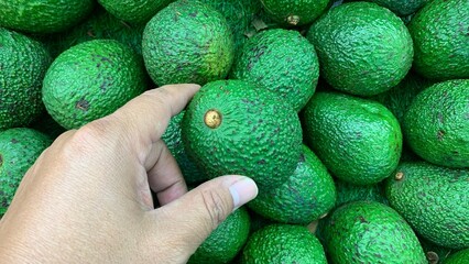 close up of a hand picking up a fresh green kaffir lime at the supermarket