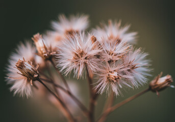A close up shot of fluffy seed heads with a blurred green background in soft natural lighting