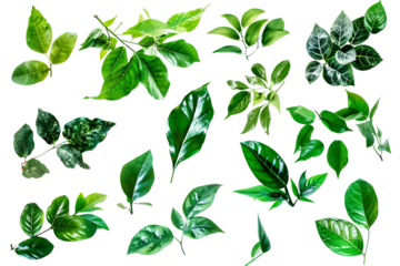 Vibrant Green Tropical Leaves Collection High-Resolution Images for Design Projects on transparent background	