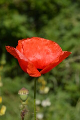 red poppy flower